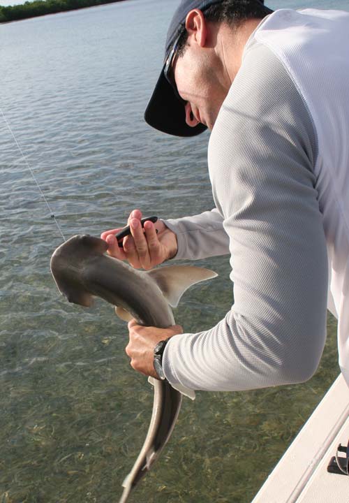 shark