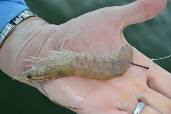 Shrimp